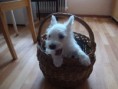 Westie-Mädchen