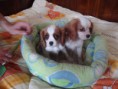 Cavalier King Charles Spaniel Damen